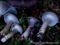 Hygrophorus camarophyllus